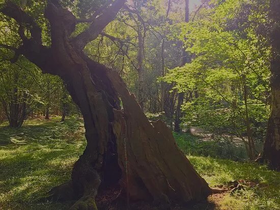 Reffley Wood