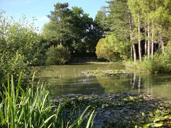Alderwood Pond