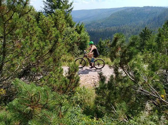 Luchspfad (The Lynx Trail)
