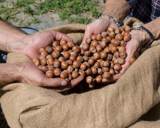 Az. Agricola Patrizia Gabutti Nocciole Dell'alta Langa
