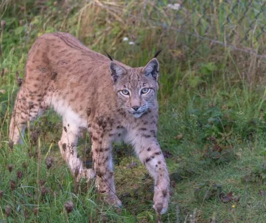 Wildpark Schorfheide