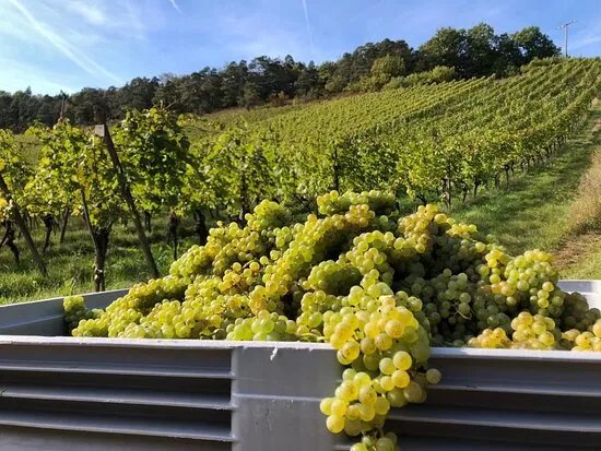 Terroir f Ramsthal