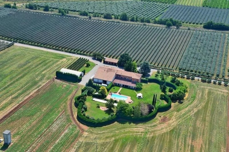 Ancilla - Azienda Agricola La Ghidina