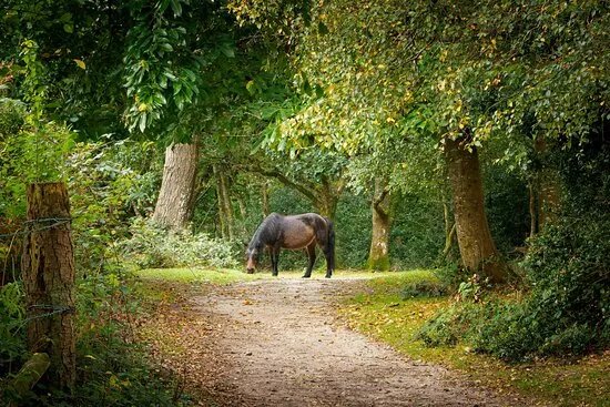 Thorncombe Woods Local Nature Reserve