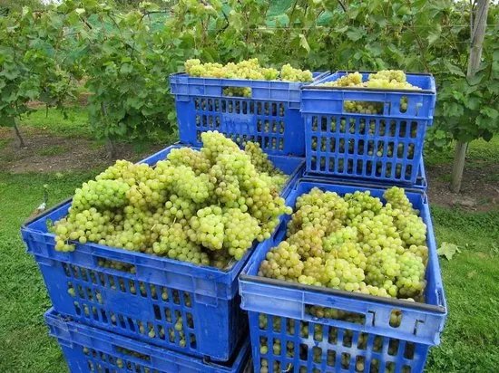 Lovells Vineyard