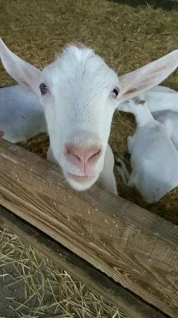 La Ferme des Fillaos