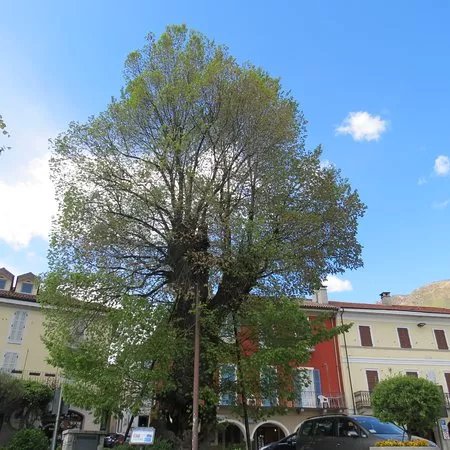Antico Olmo