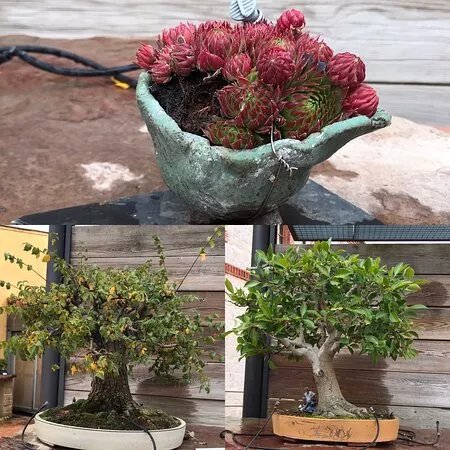 Museo Del Bonsai
