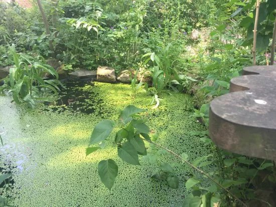 The Green Place