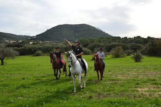 Mallorca Horses