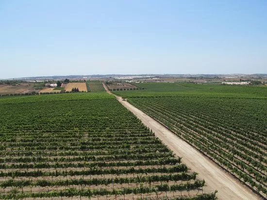 Terre di Noto - Vigneti e Cantine