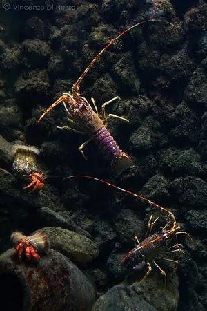 Anton Dohrn Aquarium