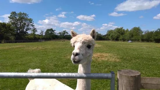 Simply Alpaca