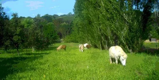 La Petite Ferme Des 3.6.9