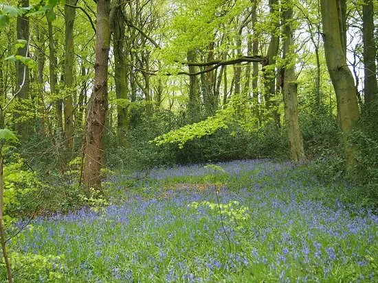 Moss Valley Woodlands Nature Reserve