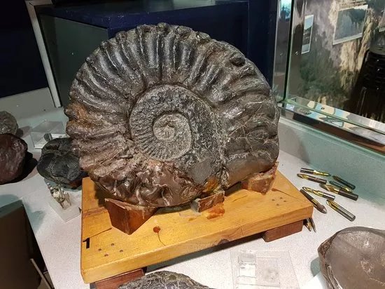 museo Nautilus