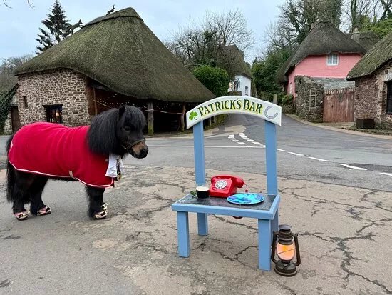 Patrick The Pony - Cockington Mayor Tour Walks