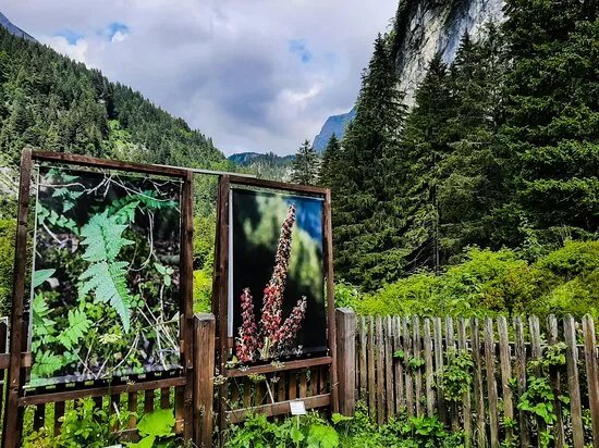 Jardin Alpin de Pont de Nant La Thomasia