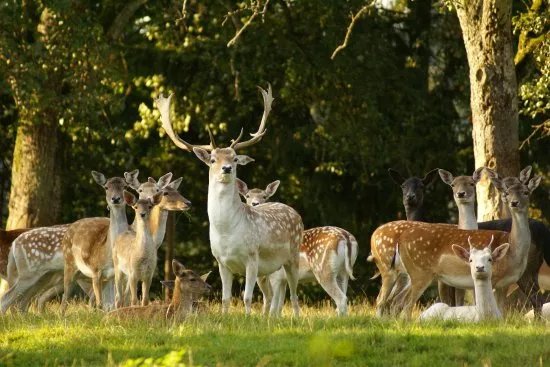Wildpark Schloss Ortenburg