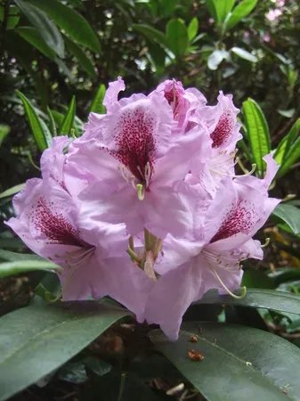 Hare Hill Park And Gardens