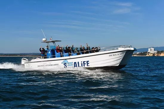 Sealife - Dolphin Watching