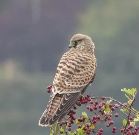 The Falconry Academy