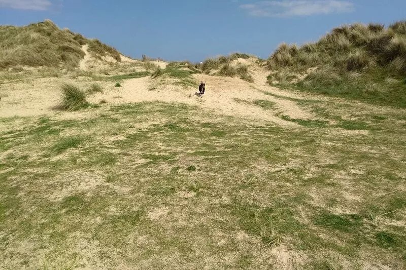 Sea view Beach Bungalow, super dog-friendly