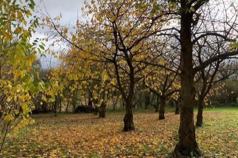 Beautiful secluded log cabin - in Kent orchard.
