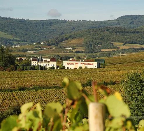 Cave de Julienas (Julienas Chaintre Vignerons Associes)