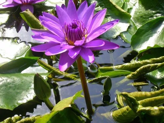 Botanischer Garten