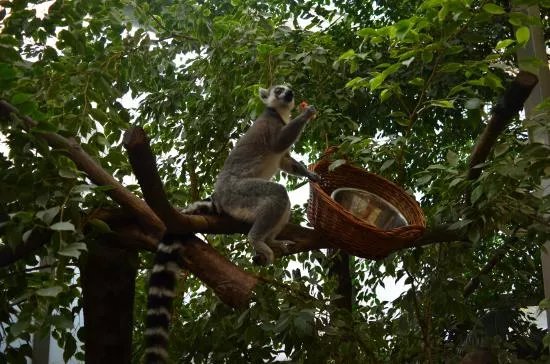 Show Zoo
