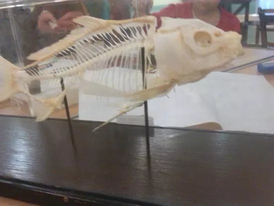 Stockport Museum