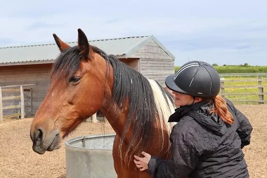 Redwings Horse Sanctuary