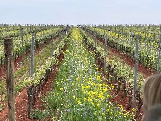 Coronica Winery