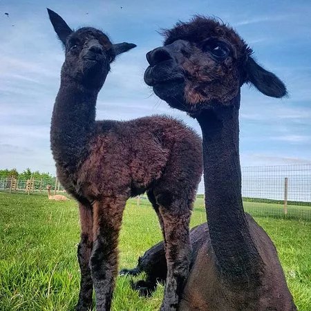 Stubbs Farm Alpacas