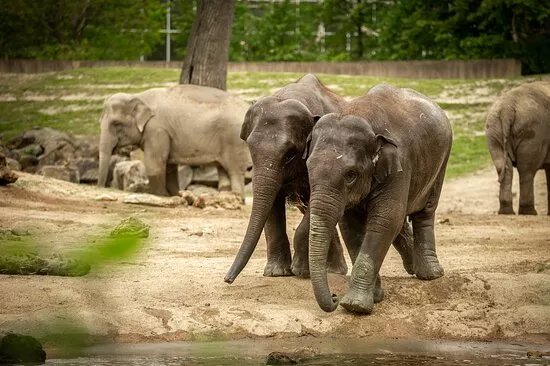 Zoo Planckendael