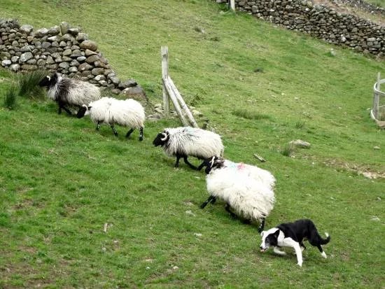 Joyce Country Sheepdogs