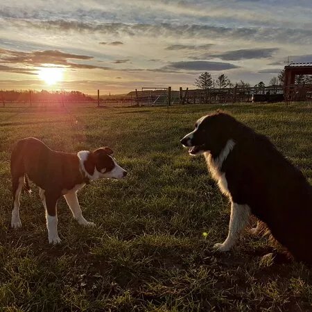 Aberdeenshire Sheepdogs