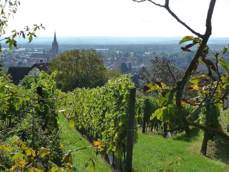Holiday Flat in Alsace, in a quiet residential area close to downtown shops