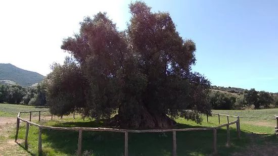 S'Ortu Mannu