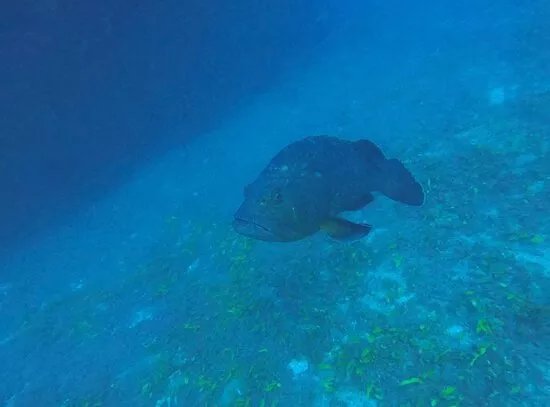 Buddy Divers Ltd