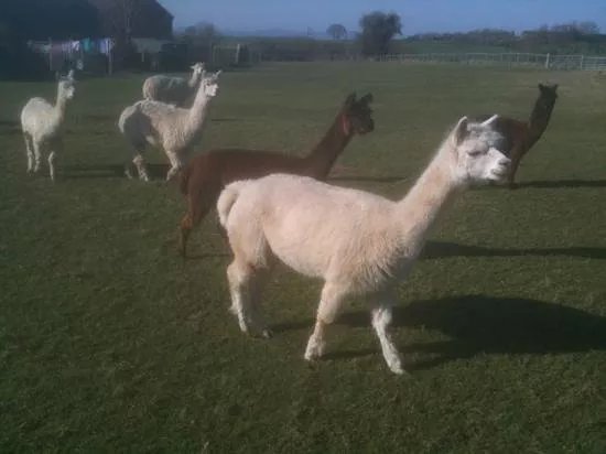 Pure Alpacas