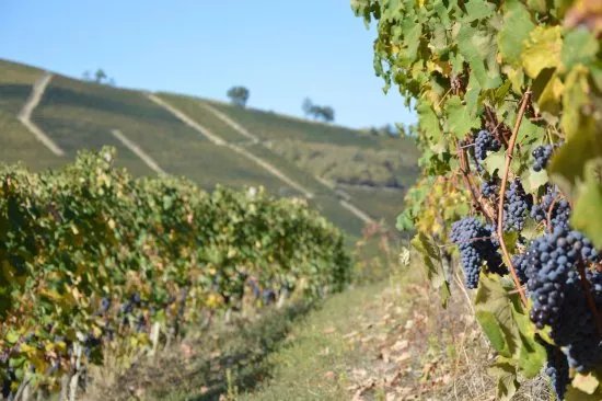 Azienda Vitivinicola Veglio Giovanni & Figli