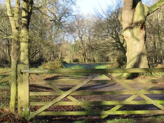 Ashenbank Wood