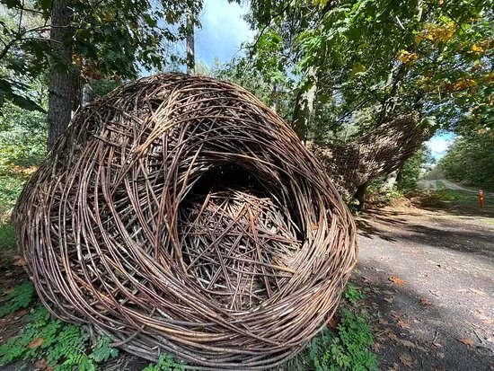Fietsen Door De Bomen