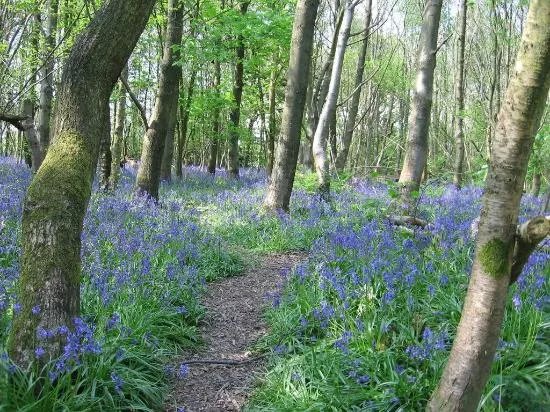 Reinden Wood