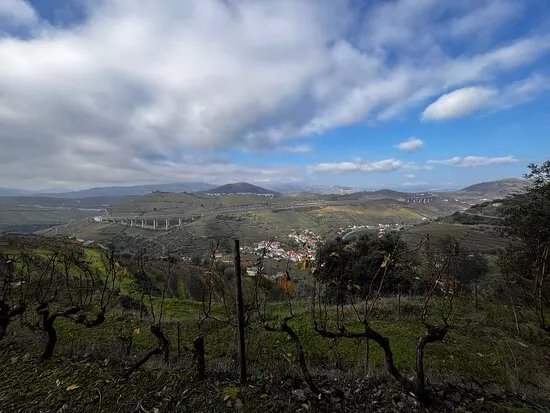 Gueda Wines