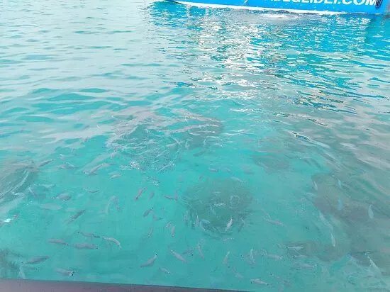 Sea Life Tropea