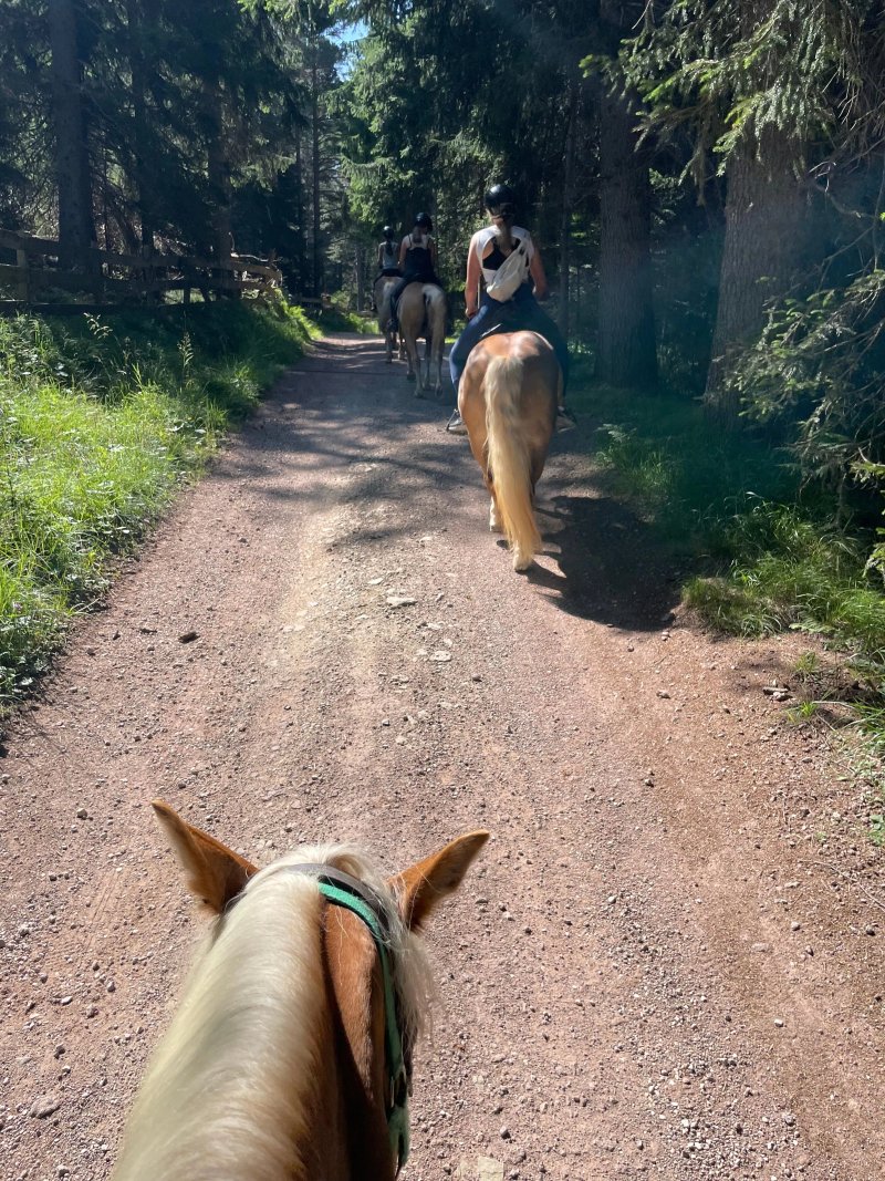 Haflinger Reiten Jenesien