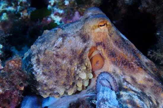 Aventure Sous Marine